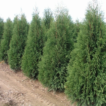 Thuja occidentalis - 'Nigra'