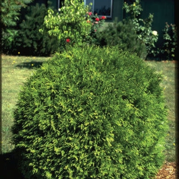 Thuja occidentalis - 'Woodwardii'