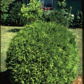 Thuja occidentalis - 'Woodwardii'