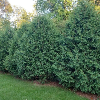 Thuja occidentalis - 'Techny'