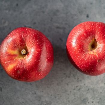 Apple 'Spitzenburg' - Spitzenburg Apple