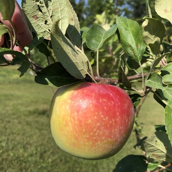 Apple 'Frostbite' - Frostbite Apple