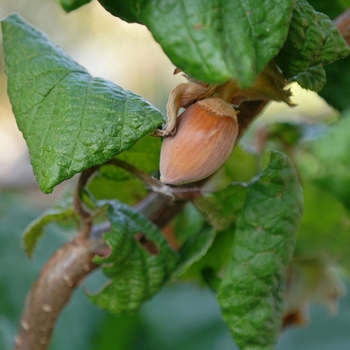 Corylus x 'Barcelona' - Hazelbert