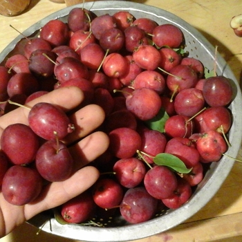 Malus hybrid - 'Dolgo' Crabapple