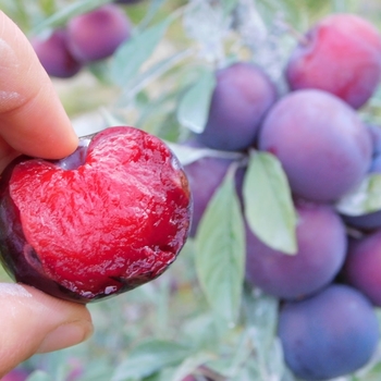 Prunus domestica 'Lydecker' - Black Ice Plum
