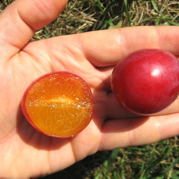 Prunus domestica 'Pembina' - Pembina Plum