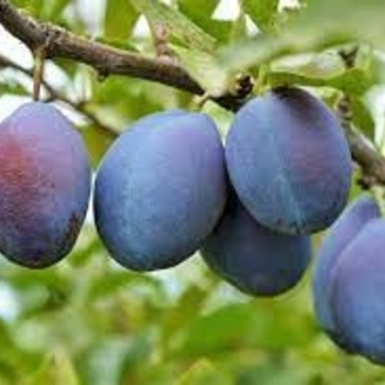 Prunus domestica 'Stanley' - Stanley Plum