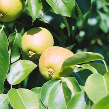 Pyrus x 'Golden Spice' - Golden Spice Pear