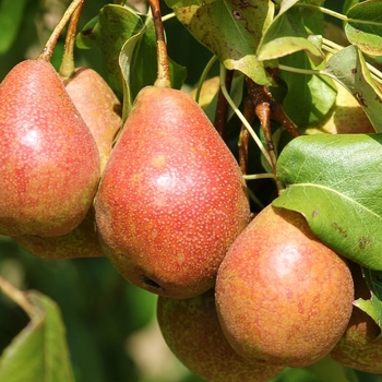 Pyrus x 'Luscious' - Luscious Pear