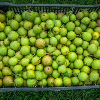 Pyrus x 'Ure' - Ure Pear