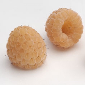 Rubus 'Anne' - Anne Raspberry