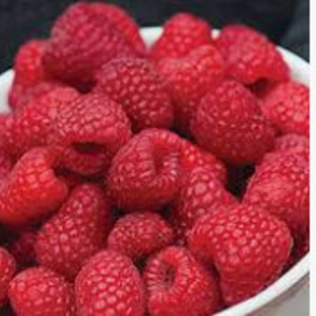 Rubus 'Killarney' - Killarney Raspberry