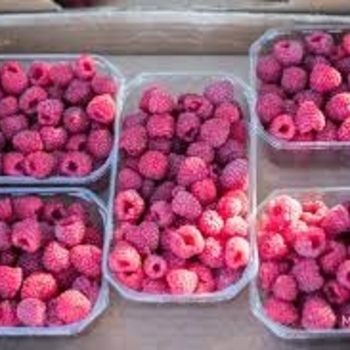 Rubus 'Polana - Polana Raspberry