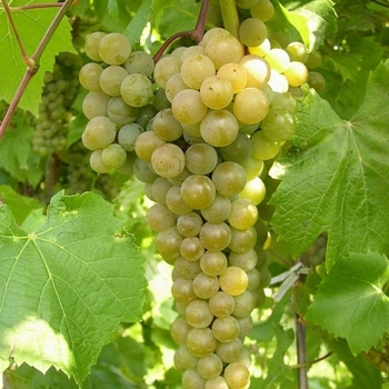 Vitis ''LaCrescent'' - LaCrescent Grape