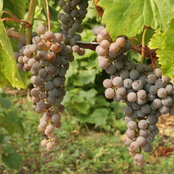 Vitis 'Frontenac Gris' - Frontenac Gris Grape
