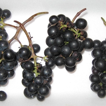 Vitis 'Marquette' - Marquette Grape