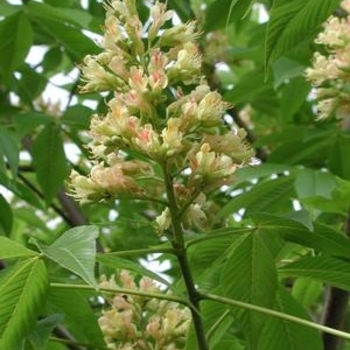 Aesculus x arnoldiana 'Autumn Splendor' - Buckeye