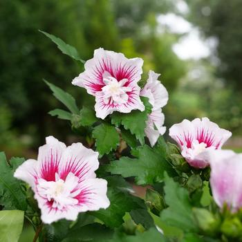 Hibiscus syriacus - Starblast Chiffon™ Rose Mallow