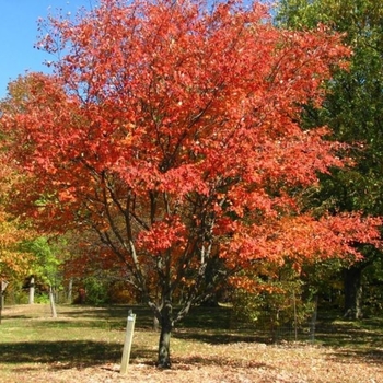 Amelanchier x grand. 'Princess Diana' - Princess Diana Serviceberry, Shad