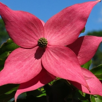 Cornus kousa 'SCarlet Fire' - Scarlet Fire Kousa Dogwood