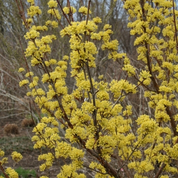 Cornus officinalis 'Kintoki' - Kintoki Flowering Dogwood