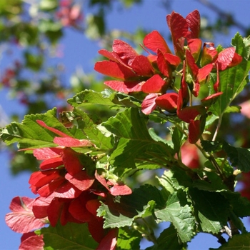 Acer tataricum 'Hot Wings - Hot Wings Tatarian Maple