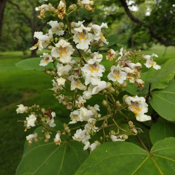 Catalpa x erubescens 'Purpurea' - Purple Leaf Catalpa