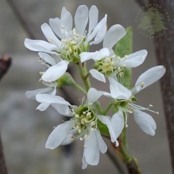 Amelanchier canadensis 'Glen Cove' - Rainbow Pillar Serviceberry