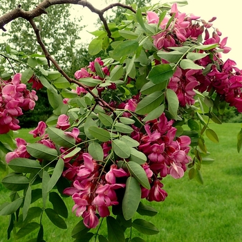 Robinia pseudoacacia 'Purple Robe' - Purple Robe Black Locust