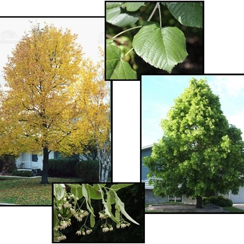 Tilia americana ''American Sentry'' - American Sentry Linden