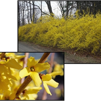 Forsythia x intermedia 'Meadowlark' - Meadowlark Forsythia