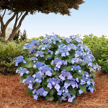 Hydrangea ENDLESS SUMMER ''Pop Star'' COPY - Pop Star Re-Blooming Hydrangea