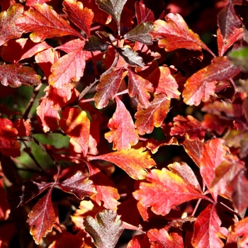 Rhus aromatica 'Lacette' - Cut Leaf Fragrant Sumac