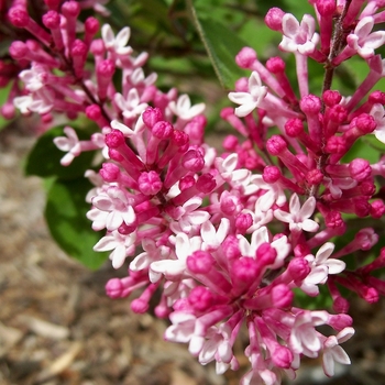 Syringa 'Tinkerbelle' - Tinkerbelle Lilac