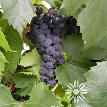 Vitis x ''St Theresa'' - St. Theresa Seedless Grape