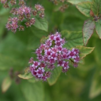 Spirea japonica 'Firelight' - Firelight Spirea