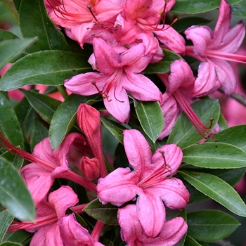 Azalea viscosum Parade' - Parade Swamp Azalea