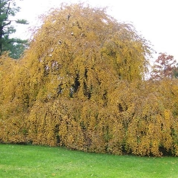 Cercidiphyllum japonicum 'Amazing Grace' - Amazing Grace Weeping Katsura Tree