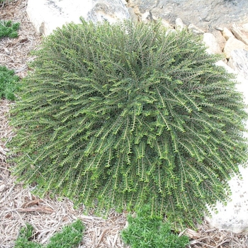 Cotoneaster adpressus 'Tom Thumb' - Tom Thumb Creeping Cotoneaster