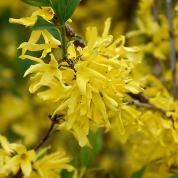 Forsythia x 'New Hampshire Gold' - New Hampshire Gold Forsythia