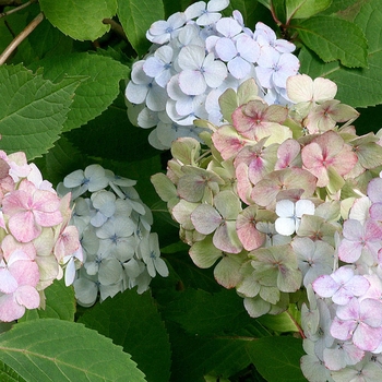 Hydrangea serrata 'Preciosa' - Tea of Heaven