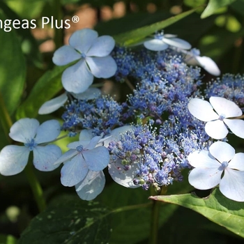 Hydrangea serrata 'Blue Bird' - Blue Bird MT Hydrangea