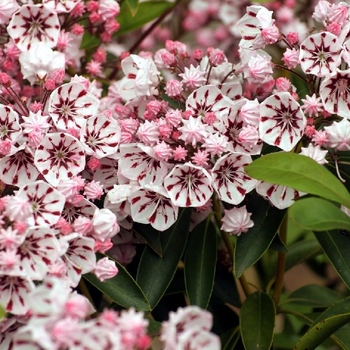 Kalmia latifolia 'Peppermint' - Pepermint Mountain Laurel