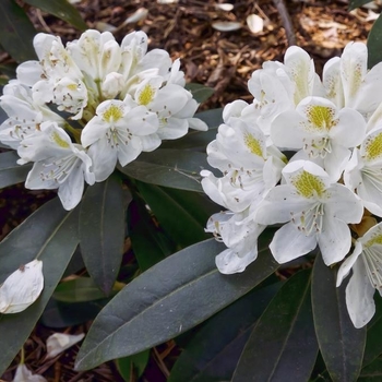 Rhododendron ''Boule de Neige'' - Ball of Snow Rhododendron