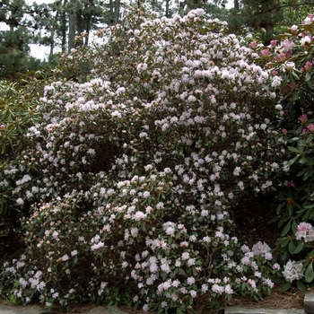 Rhododednron 'Windbeam' - Windbeam Rhododendron