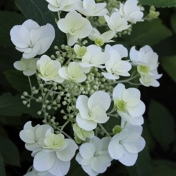 Hydrangea paniculata 'White Moth' - White Moth Hydrangea