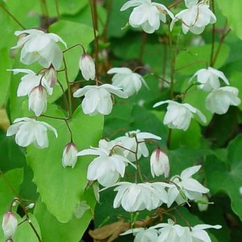 Epimedium - 'Alabaster™' Barrenwort