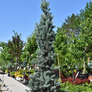Picea pungens - 'Blue Totem' Colorado Spruce
