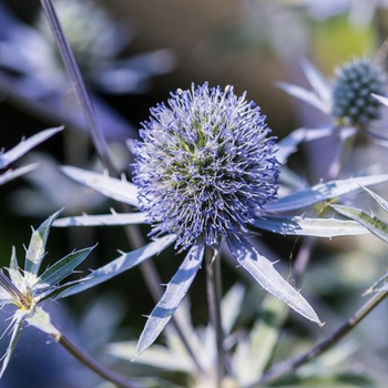 Eryngium planum 'Blue Hobbit' (Blue Sea Holly) - Blue Hobbit Blue Sea Holly