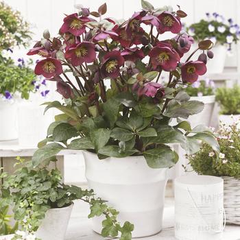 Helleborus (Lenten Rose) - Frostkiss® 'Anna's Red'